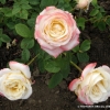 Belle Perle